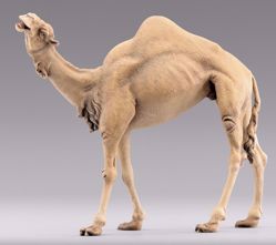Imagen de Camello cabeza alta cm 20 (7,9 inch) Belén para vestir Homobono de madera y cobre 