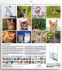 Immagine di Chats Calendrier mural 2025 cm 31x33