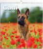 Immagine di Dogs 2025 wall Calendar cm 31x33 (12,2x13 in)