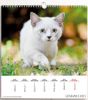 Immagine di Cats 2025 wall Calendar cm 31x33 (12,2x13 in)