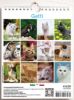 Immagine di Cats 2025 wall and desk calendar cm 16,5x21 (6,5x8,3 in)