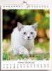 Immagine di Cats 2025 wall and desk calendar cm 16,5x21 (6,5x8,3 in)