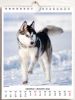 Immagine di Dogs 2025 wall and desk calendar cm 16,5x21 (6,5x8,3 in)